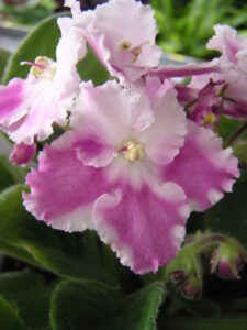 African violet