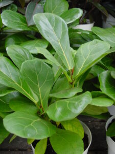 Ficus lyrata 1