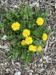Dandelions in full bloom