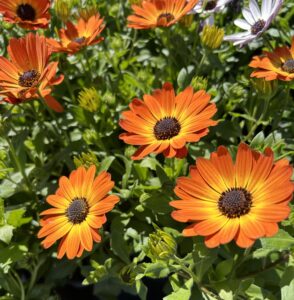 African Daisy for Fabulous Spring Color