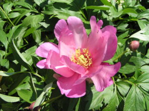 Perfectly Pleasing Peonies
