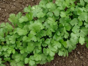 Cultivating Cilantro