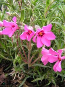 Fabulous Phlox