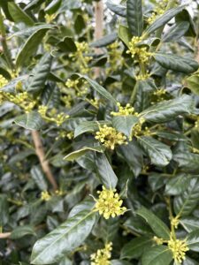 Nellie R Stevens Holly