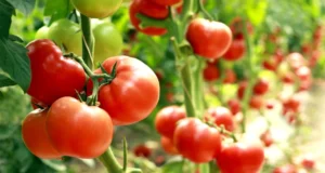 Planting-Guide-Tomatoes