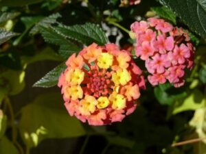 lantana_flower_Kathleen_Moore