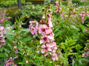 Angelonia 'Serenita Pink' Moramarco