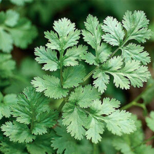 cilantro
