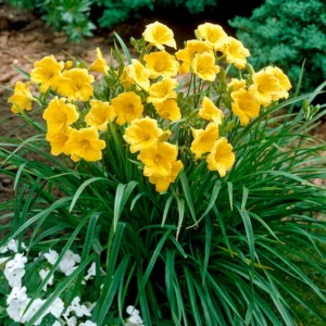 hemerocallis-stella-d-oro-yellow