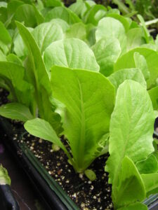 Romaine-lettuce-cell-pak-