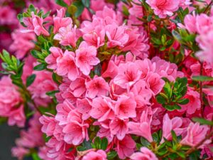 azalea-Coral-bells-3