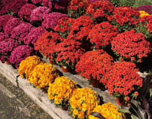 Fall Plants & Décor