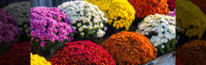 fall annuals header