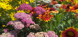 perennials - purple flowers