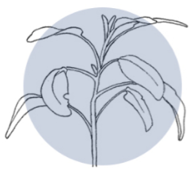 TOP QUALITY PLANT MATERIAL